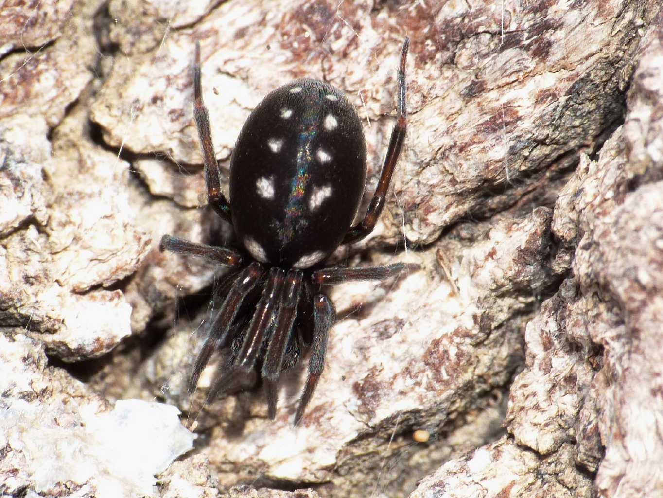 Maschio di Nurscia albomaculata - S. Teresa Gallura (OT)